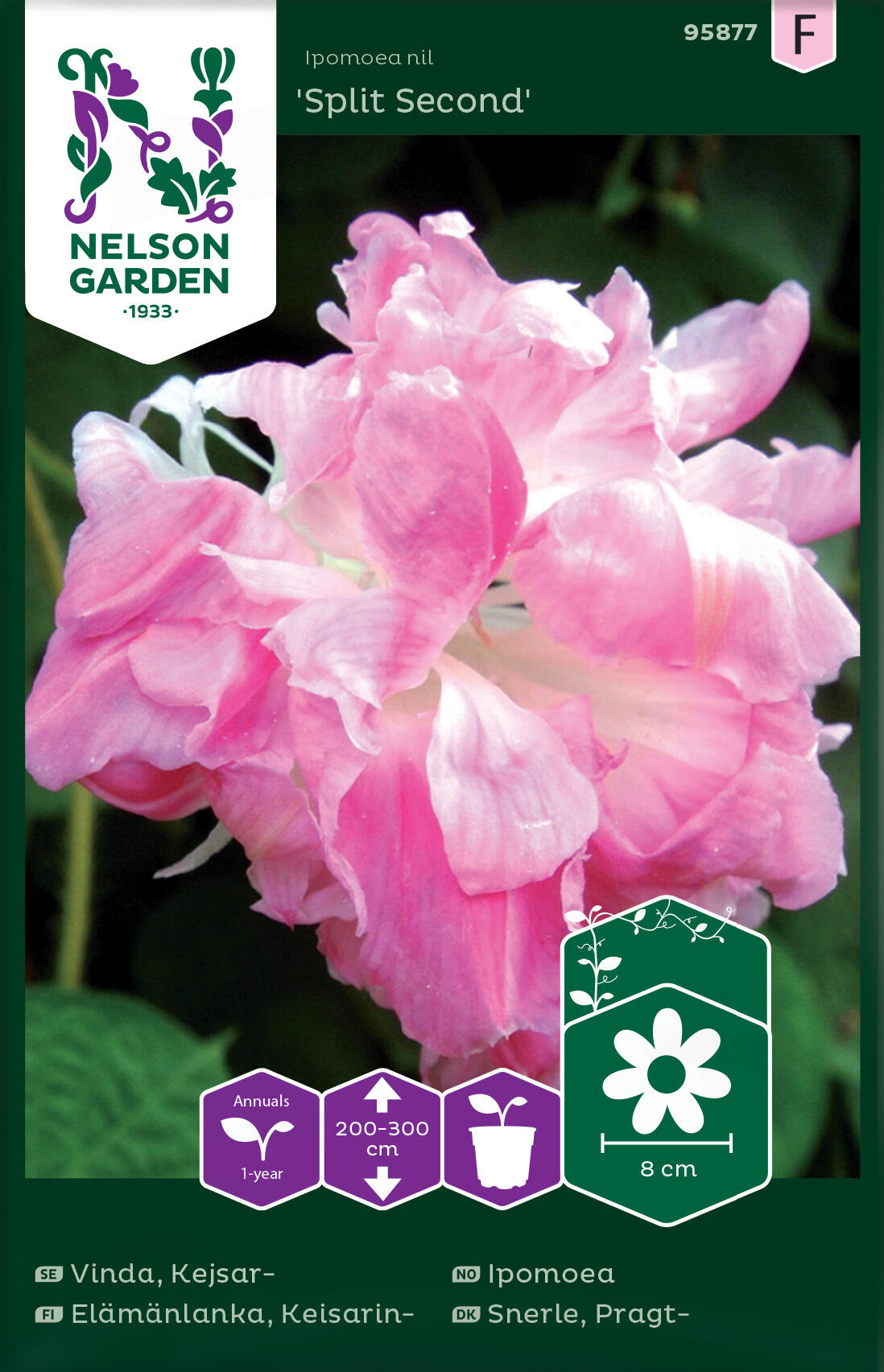 Ipomoea "Split Second"